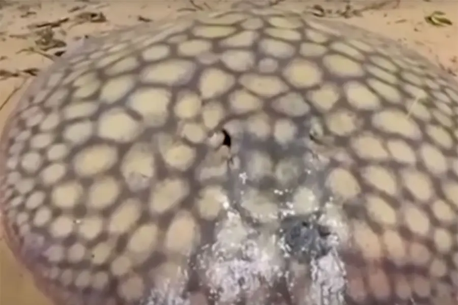 Pescaron una raya gigante en el R&iacute;o Paran&aacute; que dio a luz a 16 cr&iacute;as - Foto: Redes