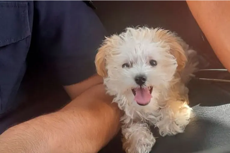 Un perro de tres meses fue recuperado luego de un allanamiento por hurto en Paraná