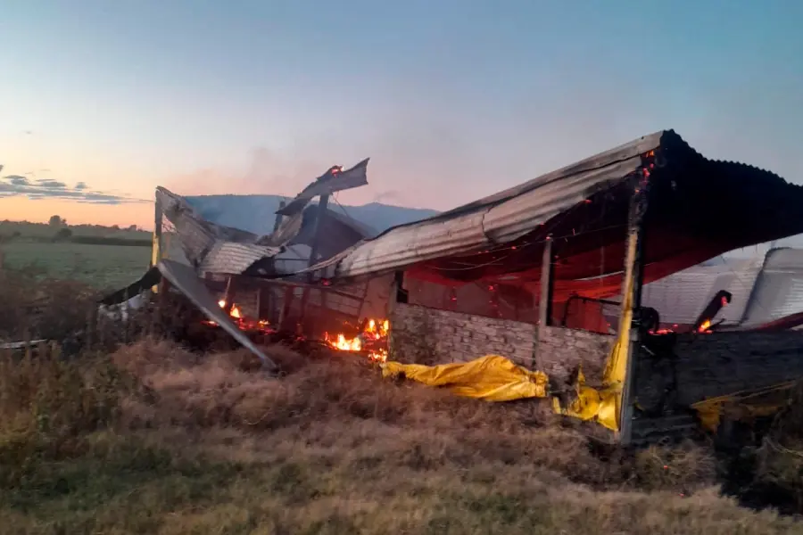 Se incendi&oacute; galp&oacute;n con 500 cerdos y las p&eacute;rdidas rondan los $300 millones