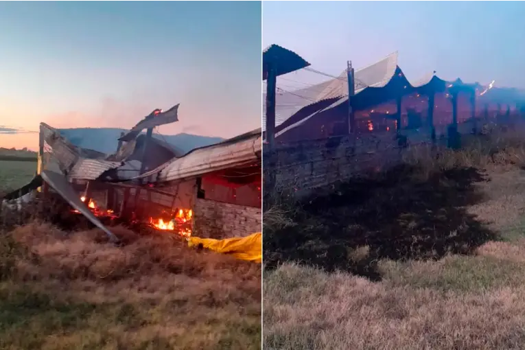 Se incendió galpón con 500 cerdos: las pérdidas rondan los $300.000.000