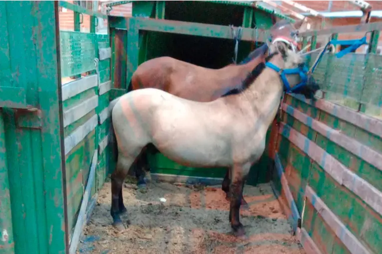 Dispersaron una carrera clandestina y secuestraron dos caballos que fueron abandonados