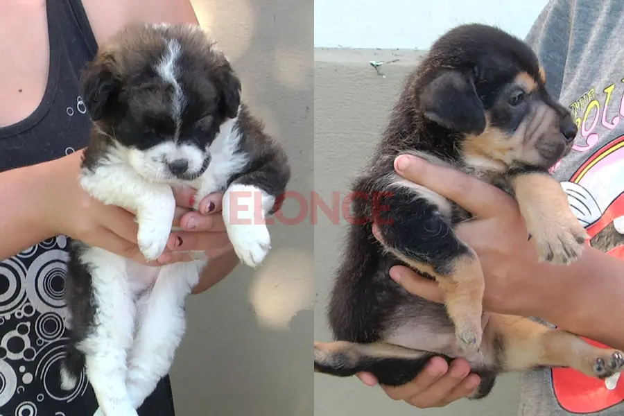 Cachorros que necesitan ayuda.