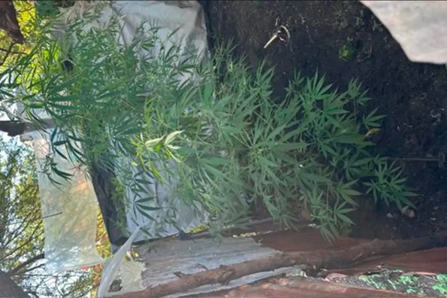 Incautaron  carne y marihuana tras allanamientos en La Paz