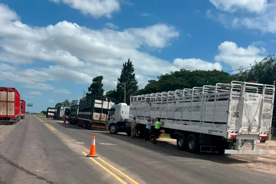 Detectaron en cuatro camiones 232 vacunos con garrapatas en Ruta 12