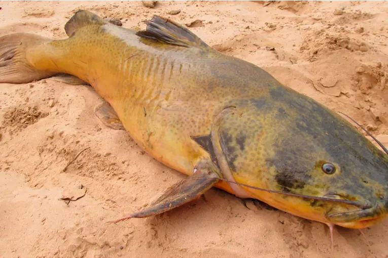 El pez de río más grande del mundo fue hallado en el Paraná: cómo es el gigante de las profundidades