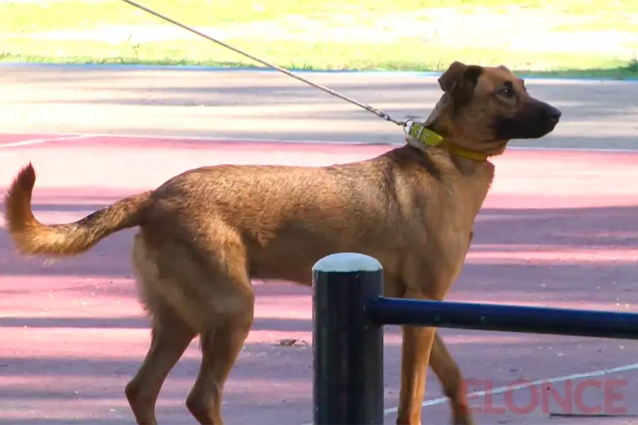 Contin&uacute;a el cronograma de castraciones
