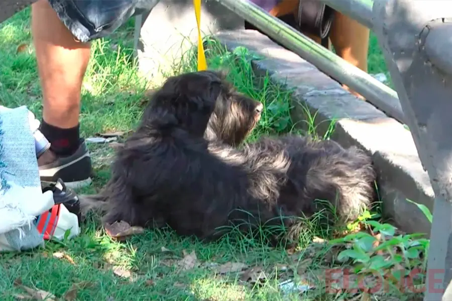 Contin&uacute;a el cronograma de castraciones