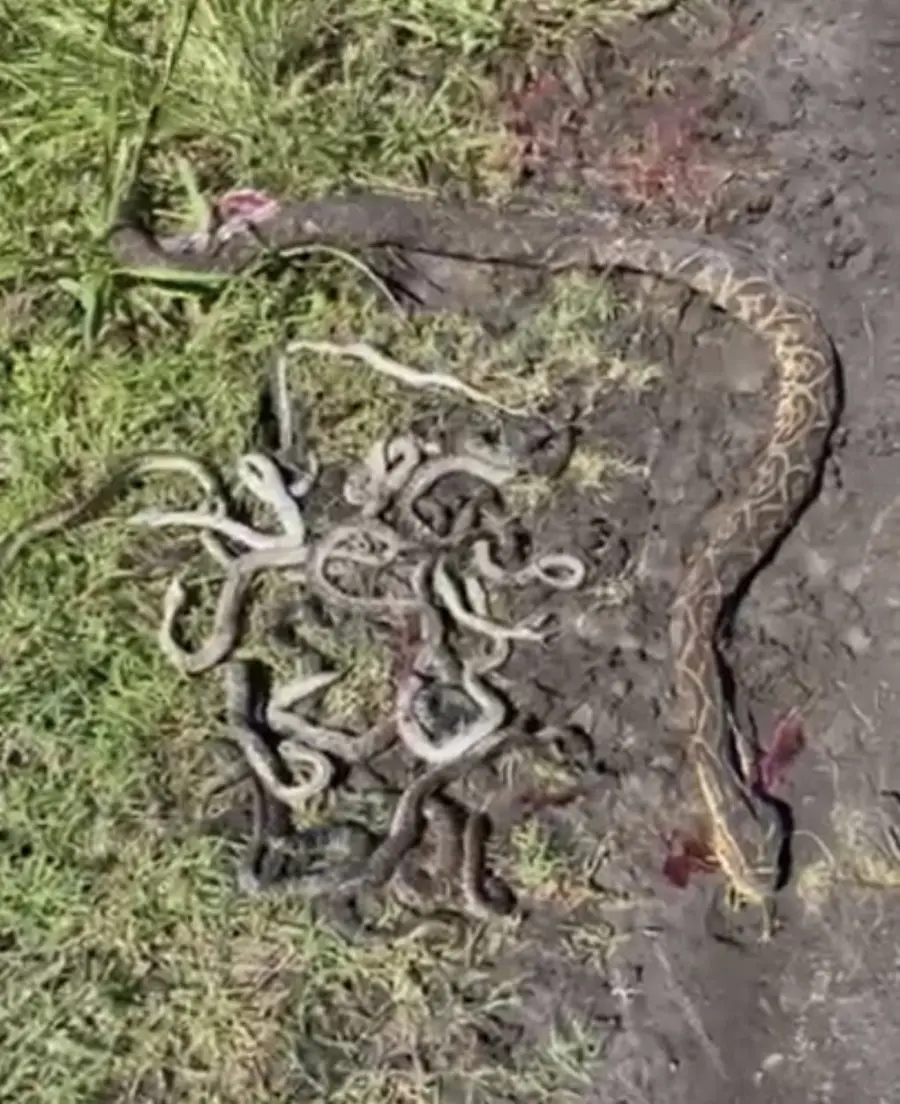 El ejemplar de yarar&aacute; (foto FM Riel)