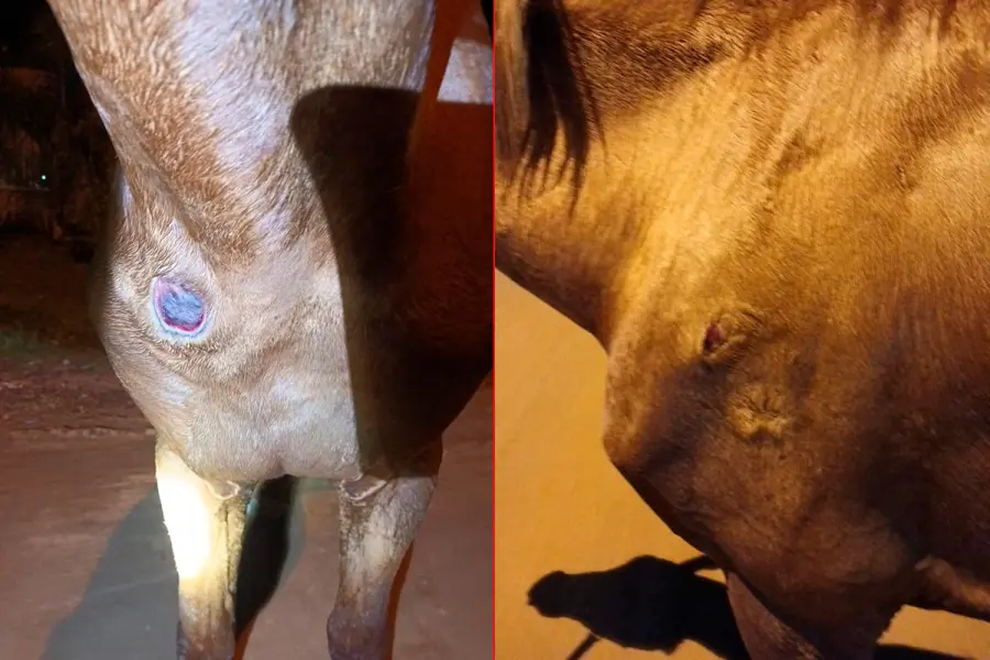 Intervenci&oacute;n por maltrato animal en Concordia (foto Polic&iacute;a de Entre R&iacute;os)