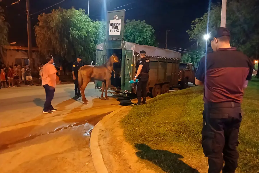 Intervenci&oacute;n por maltrato animal en Concordia (foto Polic&iacute;a de Entre R&iacute;os)