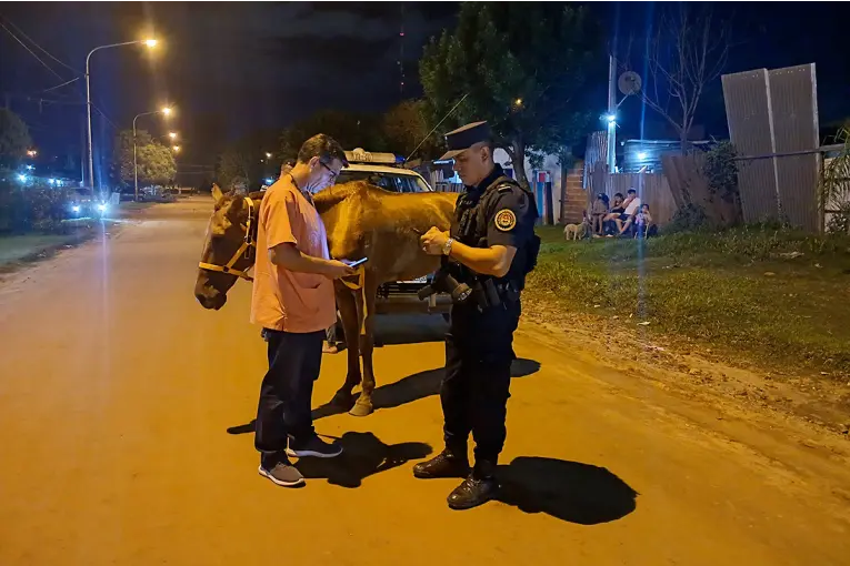 Retuvieron un caballo por presunto maltrato animal en Concordia