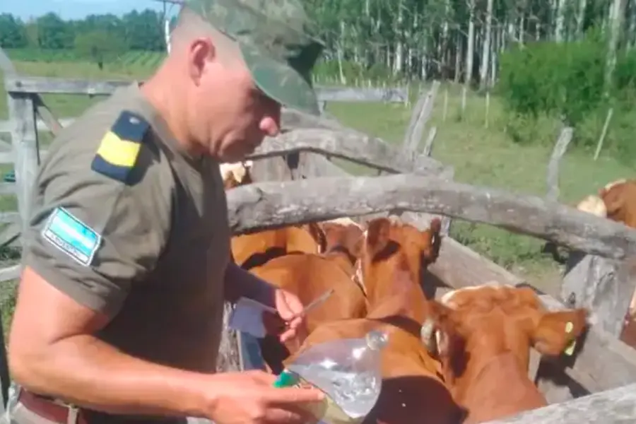Ganado vacuno en Mocoreta.