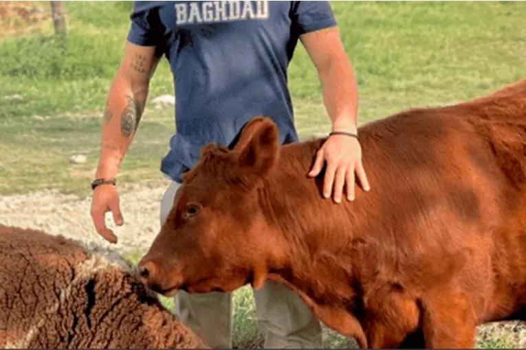 Influencer del agro santafesino denunció que le robaron 190 cabezas de ganado