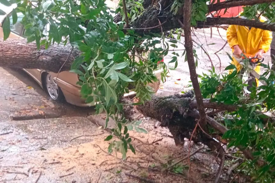 &Aacute;rbol cay&oacute; sobre un auto en calle R&iacute;o Negro.