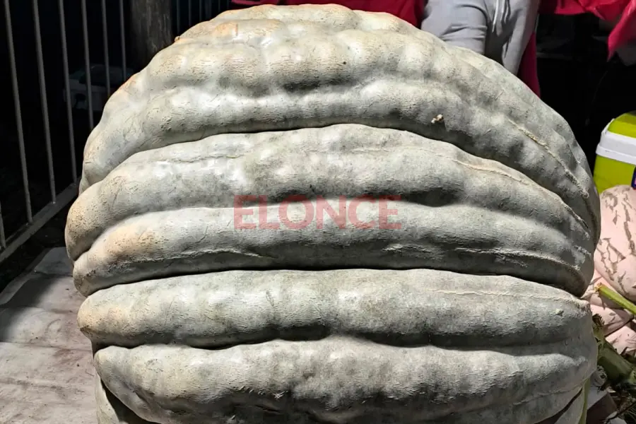 El zapallo de 122 kilos. Foto: Elonce.