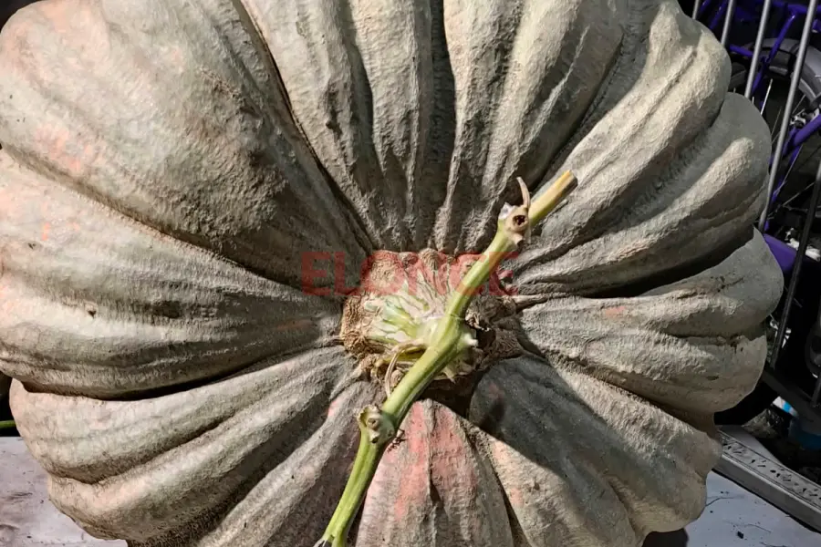 El zapallo que super&oacute; los 135 kilos. Foto: Elonce.
