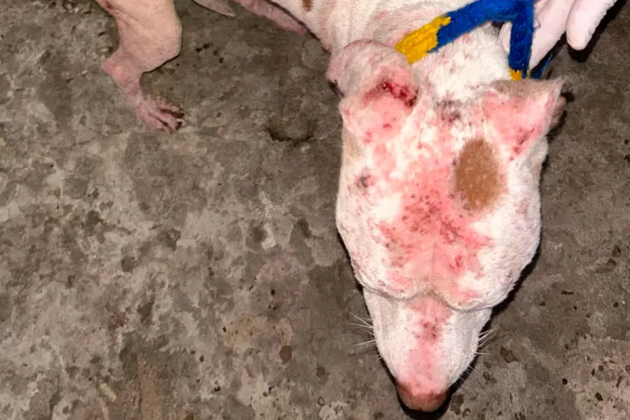 Perro maltratado en Concordia.