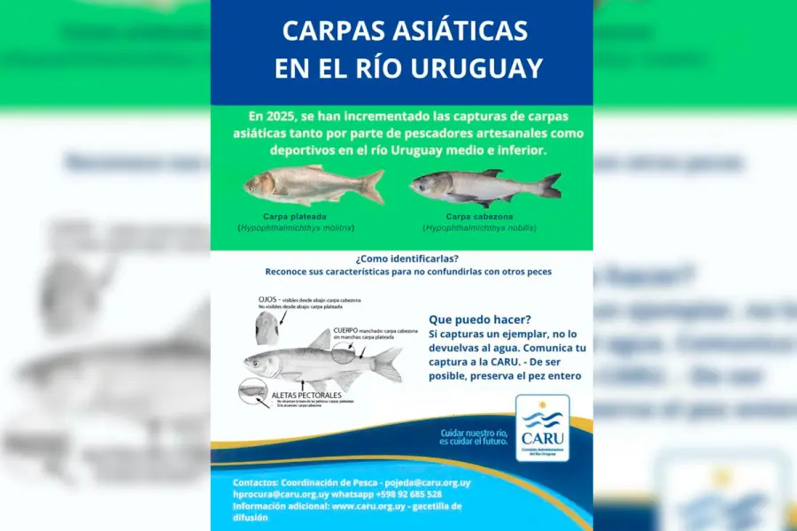 Carpa Asi&aacute;ticas.