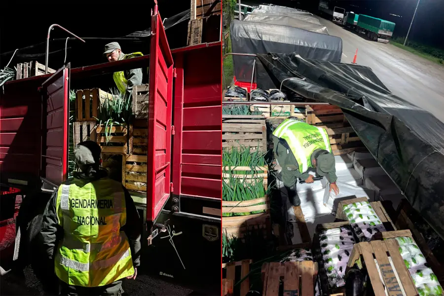 Los pescados eran trasladados en camiones (foto Gendarmer&iacute;a Nacional)