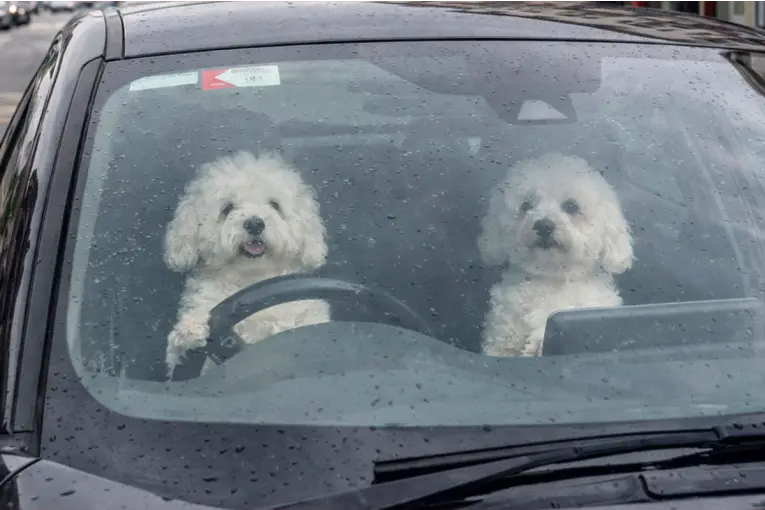 Dejaron a su perro en el auto y comenzó a tocar la bocina para que vuelvan: el video