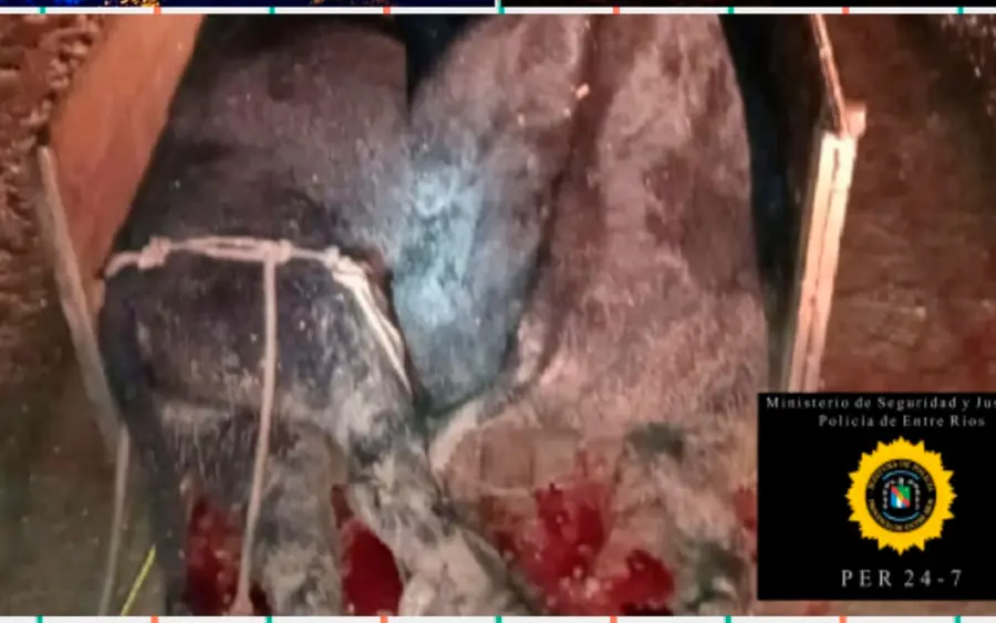 Animales encontrados en Federación.