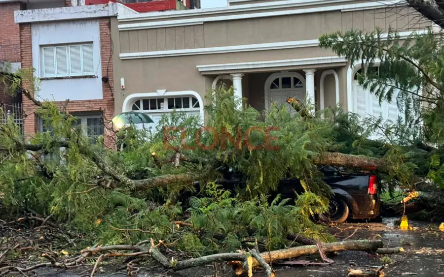 &Aacute;rbol ca&iacute;do en Paran&aacute;.