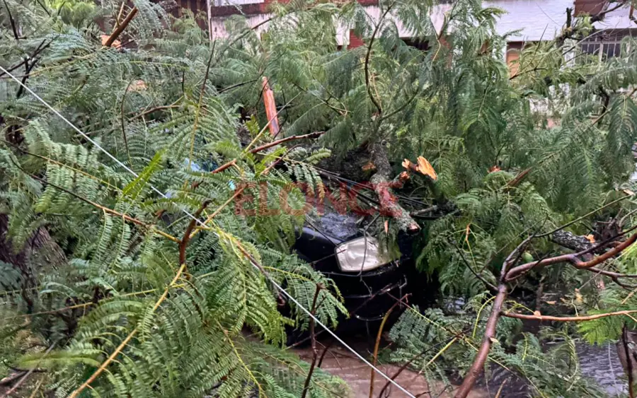&Aacute;rbol ca&iacute;do en Paran&aacute;.