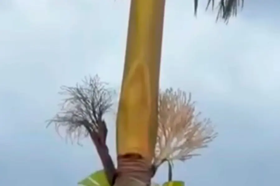 Imagen de la virgen en Federaci&oacute;n.