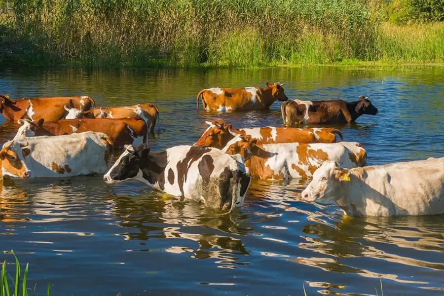 La ganader&iacute;a podr&iacute;a verse afectada. Foto: Meteored.
