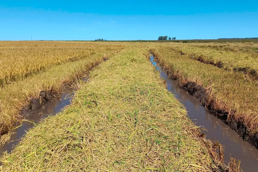 Producci&oacute;n de arroz.