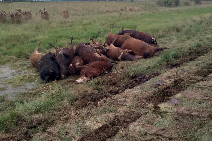 Volc&oacute; un cami&oacute;n con vacunos en la Ruta 12 y el chofer apunt&oacute; contra el estado del camino (foto Diario La Gacela)