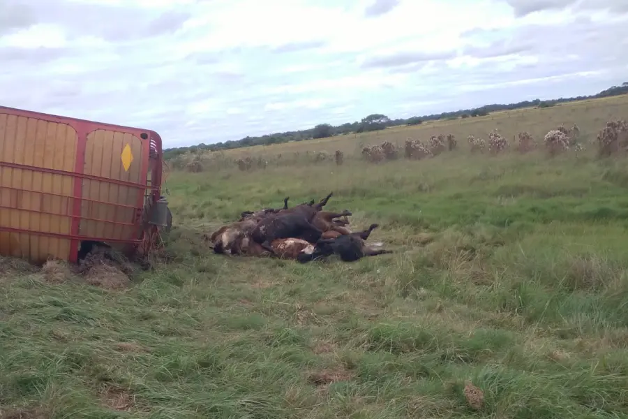 Siniestro vial con animales muertos en Corrientes (foto Diario La Gacela)