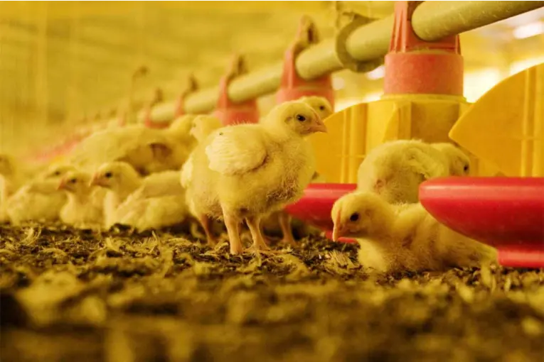Gripe Aviar en Uruguay: restringieron el movimiento de aves tras detectar un nuevo foco