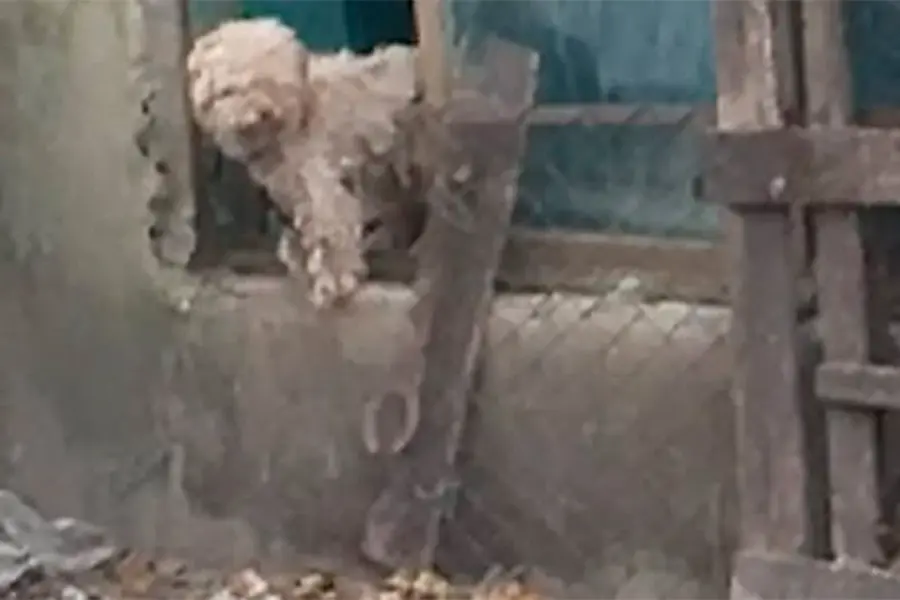 Foto: Ayuda Animal Concepci&oacute;n del Uruguay