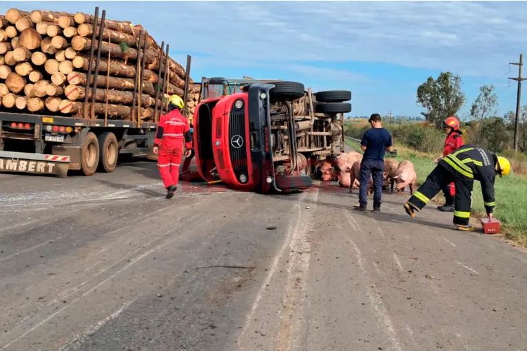 Volcó un camión con cerdos sobre la Autovía 14 y varios animales murieron: fotos