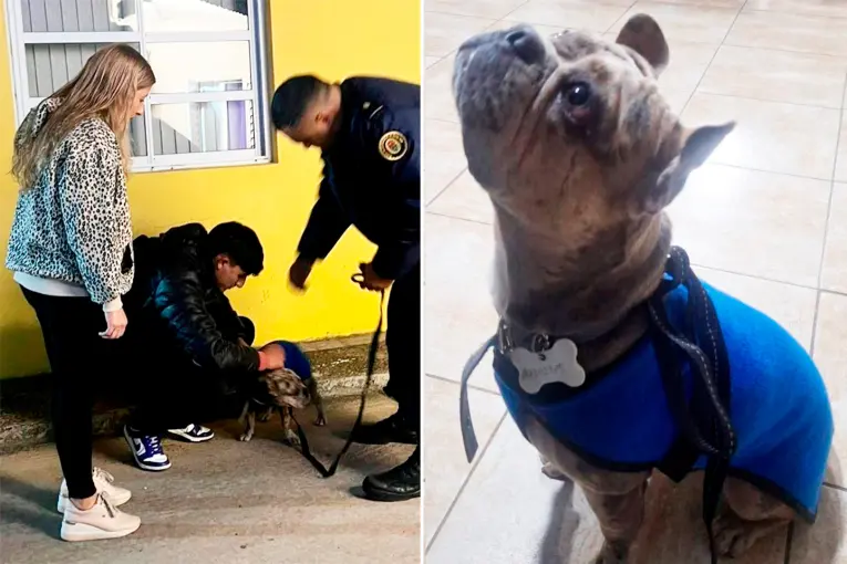 Frenaron el tránsito en Cinco Esquinas para resguardar a un perro que corría entre los autos
