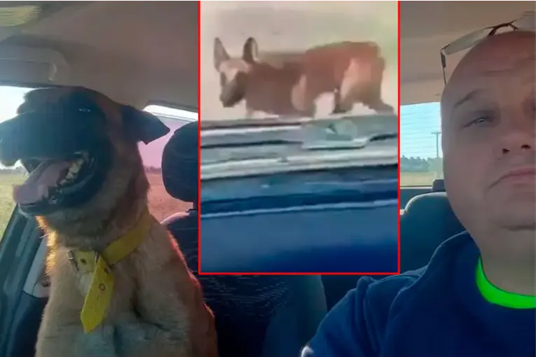 Emotiva reacción de un hombre que encontró a su perro perdido: "Me siento feliz"