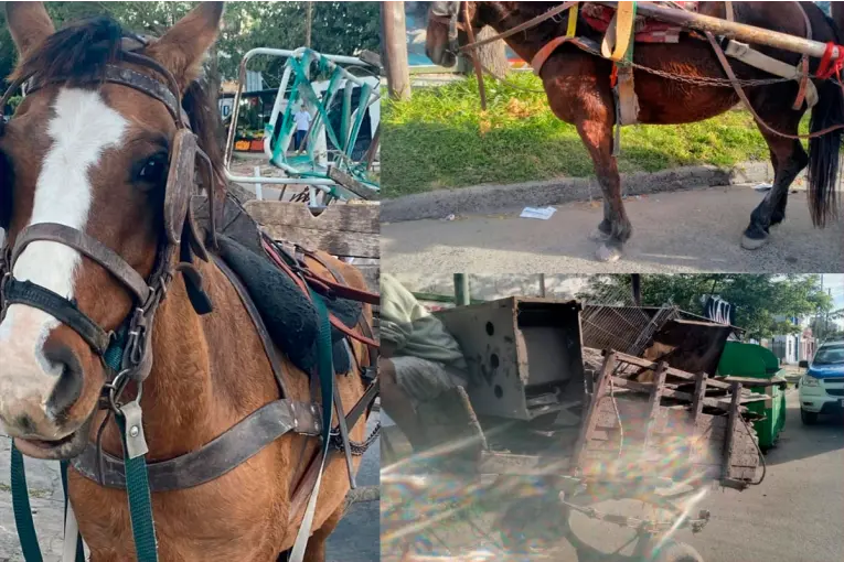 Detuvieron a dos hombres por maltrato animal en Paraná y daños a móvil policial