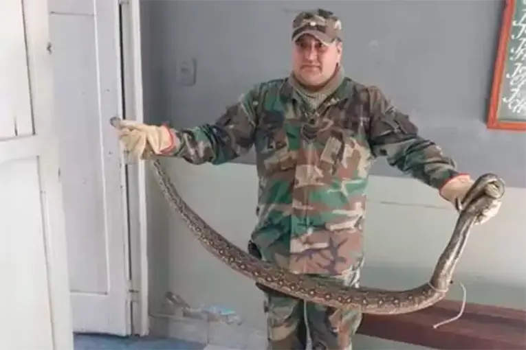 Una lampalagua de gran tamaño apareció en un kiosco y sorprendió a clientes