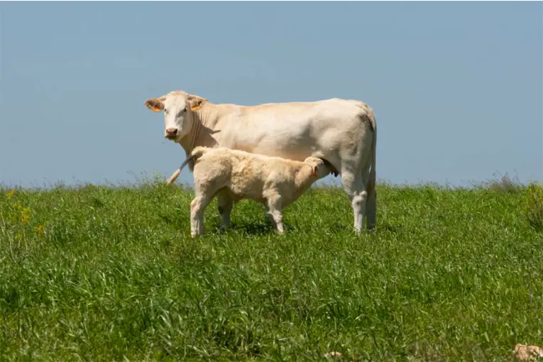 La raza Blonde d`Aquitaine gana terreno en la ganadería entrerriana: Consume menos y rinde más