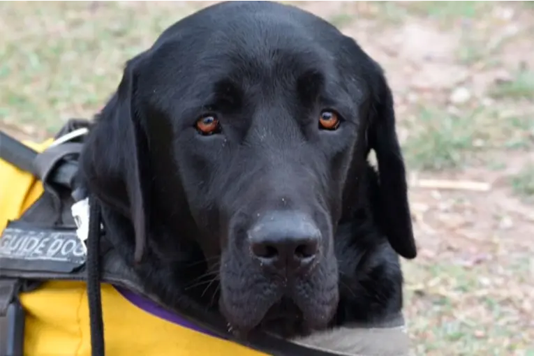 La Escuela de Perros Guía Argentinos trabaja en articulación con el Club de Leones de Paraná