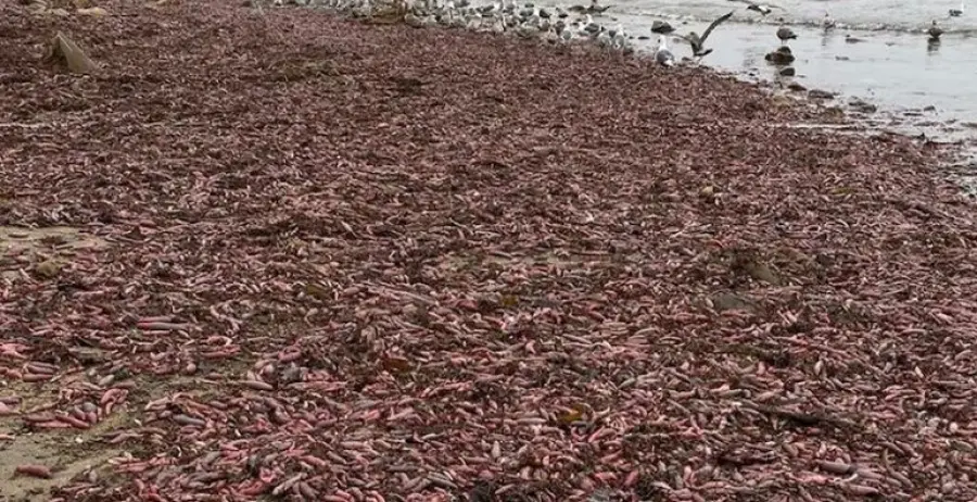 Invasi&oacute;n de peces pene en California (archivo)
