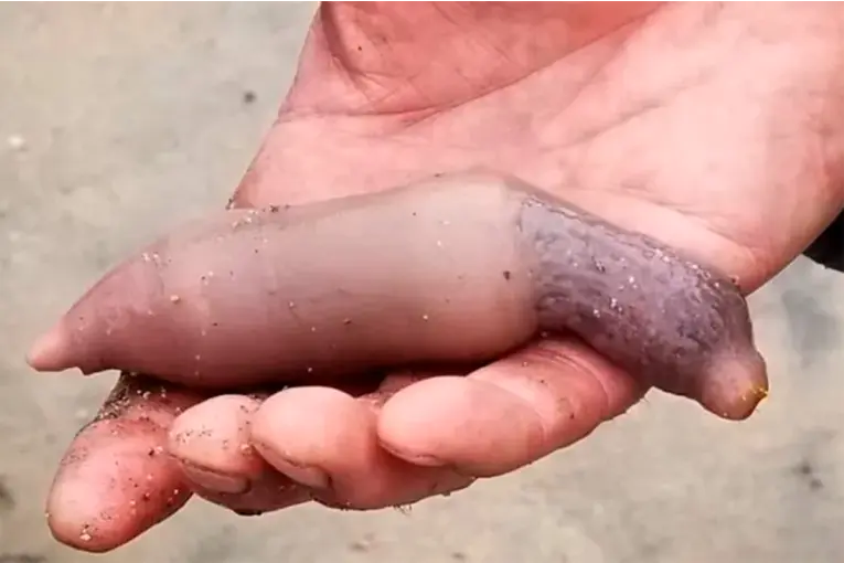 Aparecieron miles de peces pene en las costas de Chubut tras un temporal