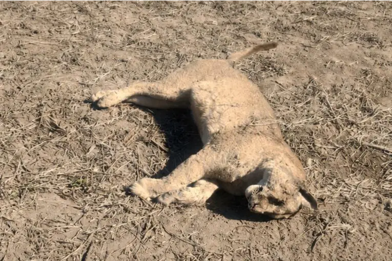 Encontraron un puma muerto en cercanías de una localidad del sur entrerriano