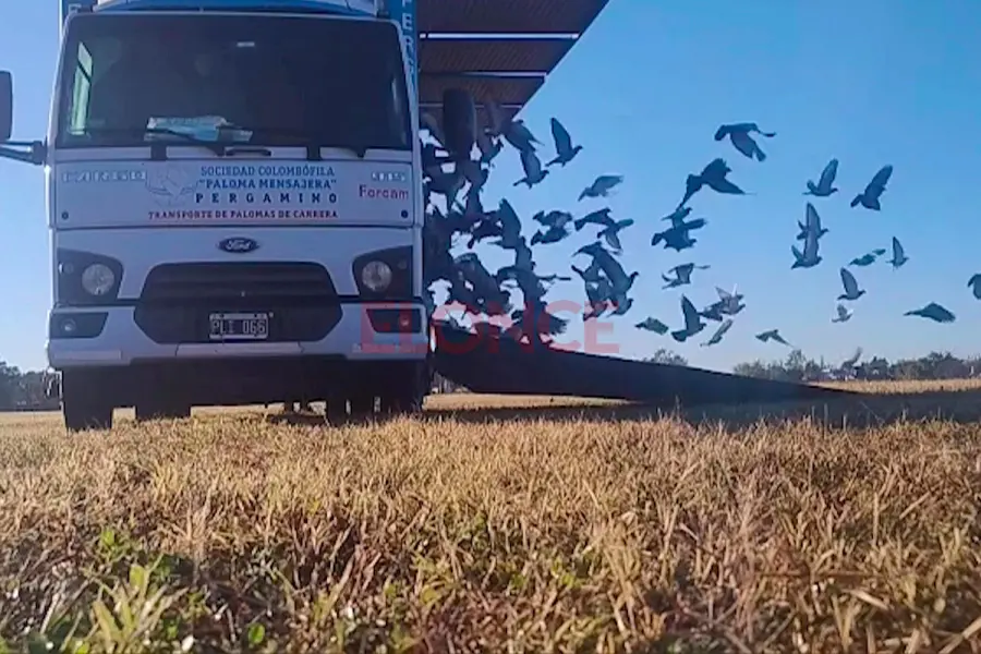 Suelta de palomas mensajeras para competencia