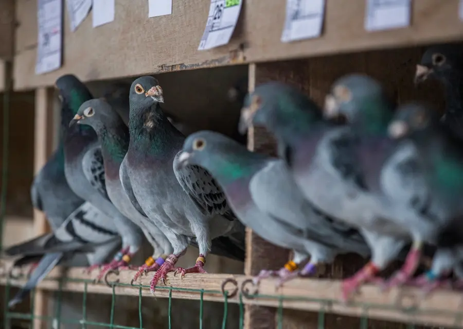 Palomas mensajeras (archivo)