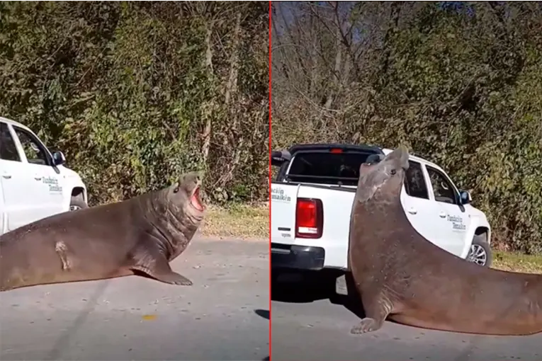 Video: Un elefante marino sorprendió en plena calzada, cortó el tránsito y fue rescatado tras varias horias