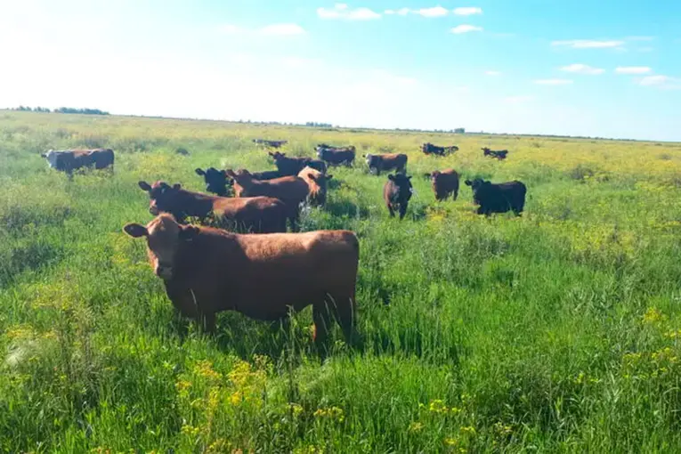 Denunciaron la desaparición de 700 cabezas de ganado en islas del delta del Paraná