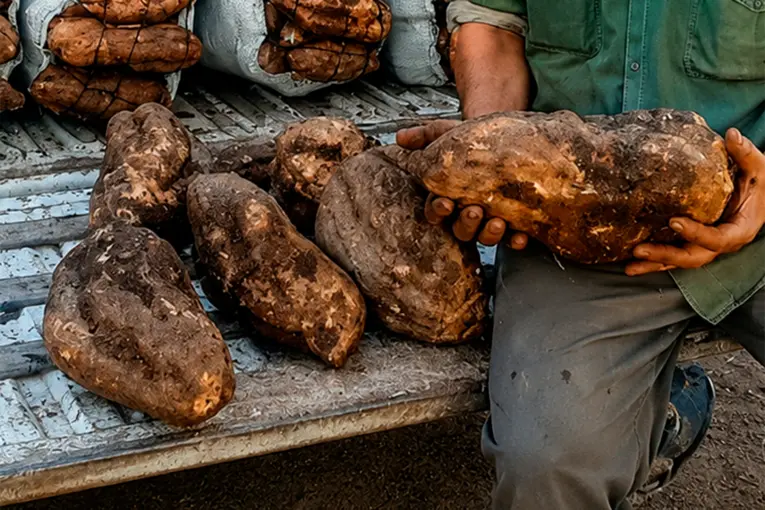Productor hortícola de Paraná cosechó batatas de más de cinco kilos