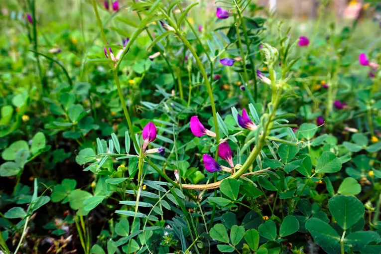 Agricultura sustentable: la apuesta por la vicia, una leguminosa estratégica en Entre Ríos